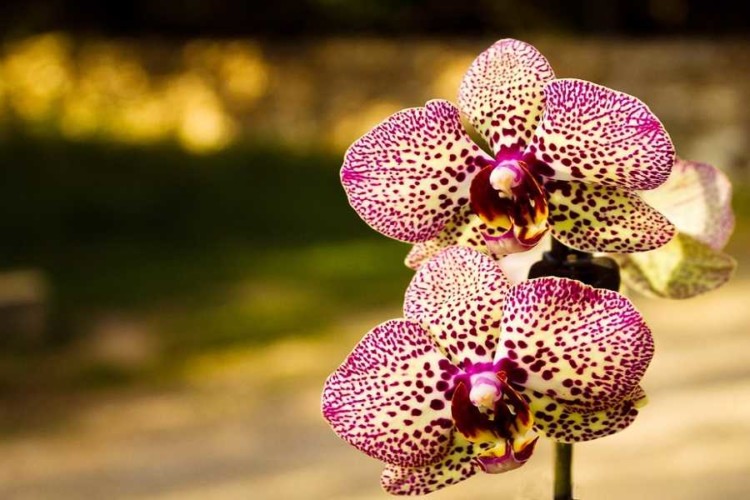 OrchideaPia